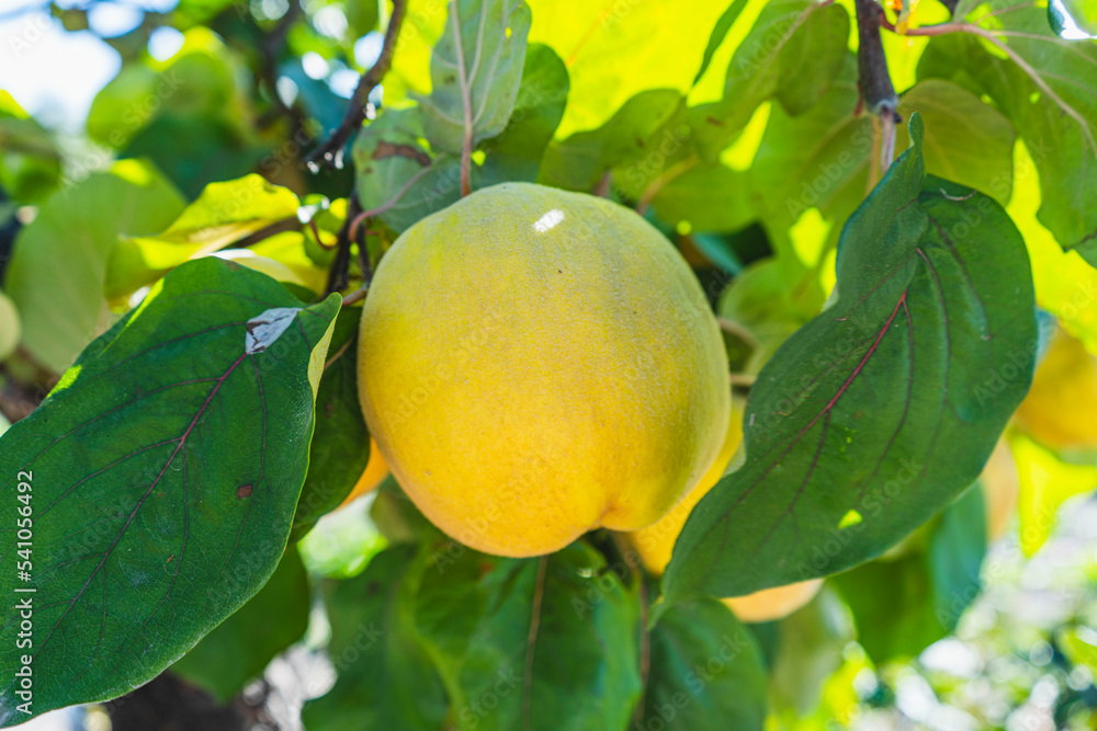Yellow quince fruits grow on quince tree.Quince with special taste and aroma