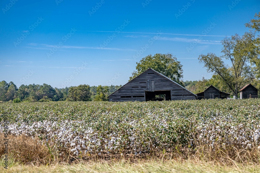 cotton in the south