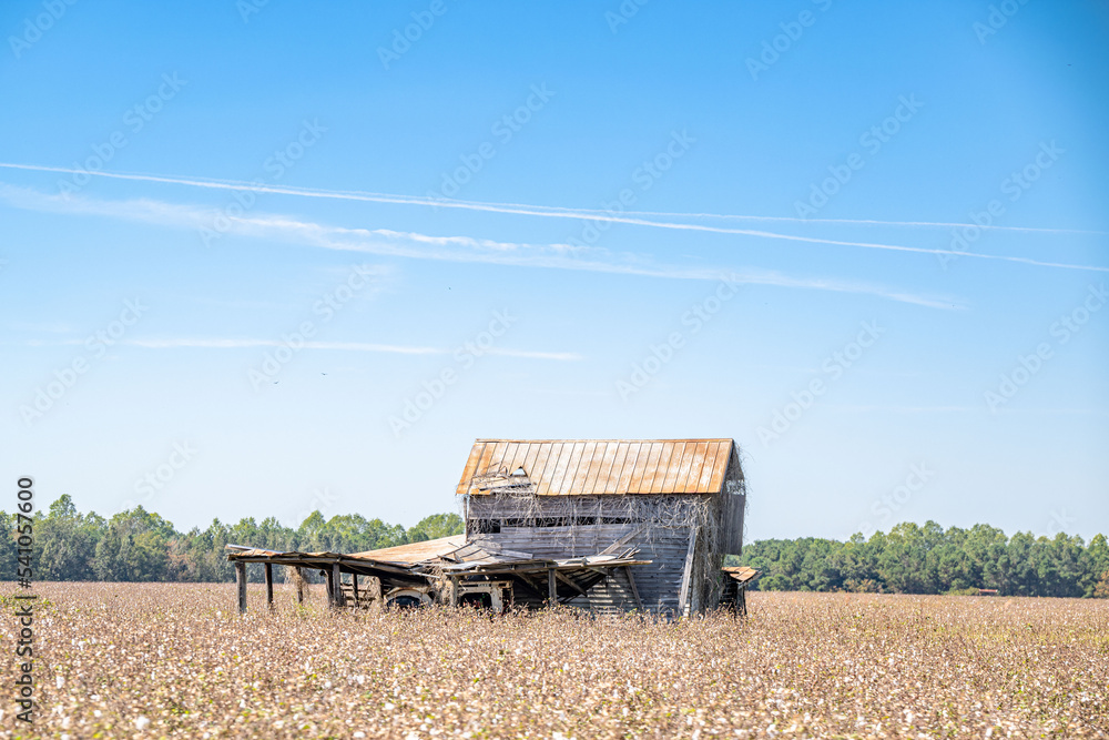 Fototapeta premium high cotton