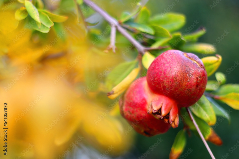 Fresh pomegranate on the tree. Selective focus. Fresh pomegranate on the tree. Selective focus.