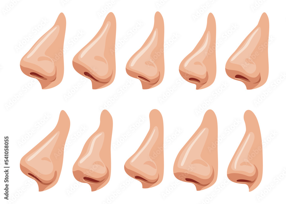 Nose human face part nosey breathing smell. Set of anatomy man breathe nosed organ romannose
