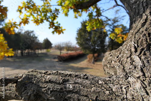 Tree bark in autumn park, c...