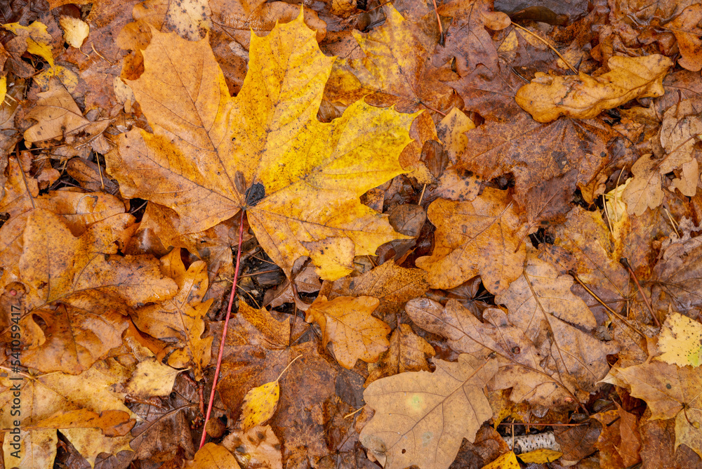 Leaves fallen from the tree in the woodland texture.