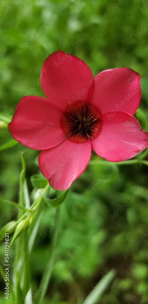 Obraz premium beautiful nature closet up of red flower with 5 petals
