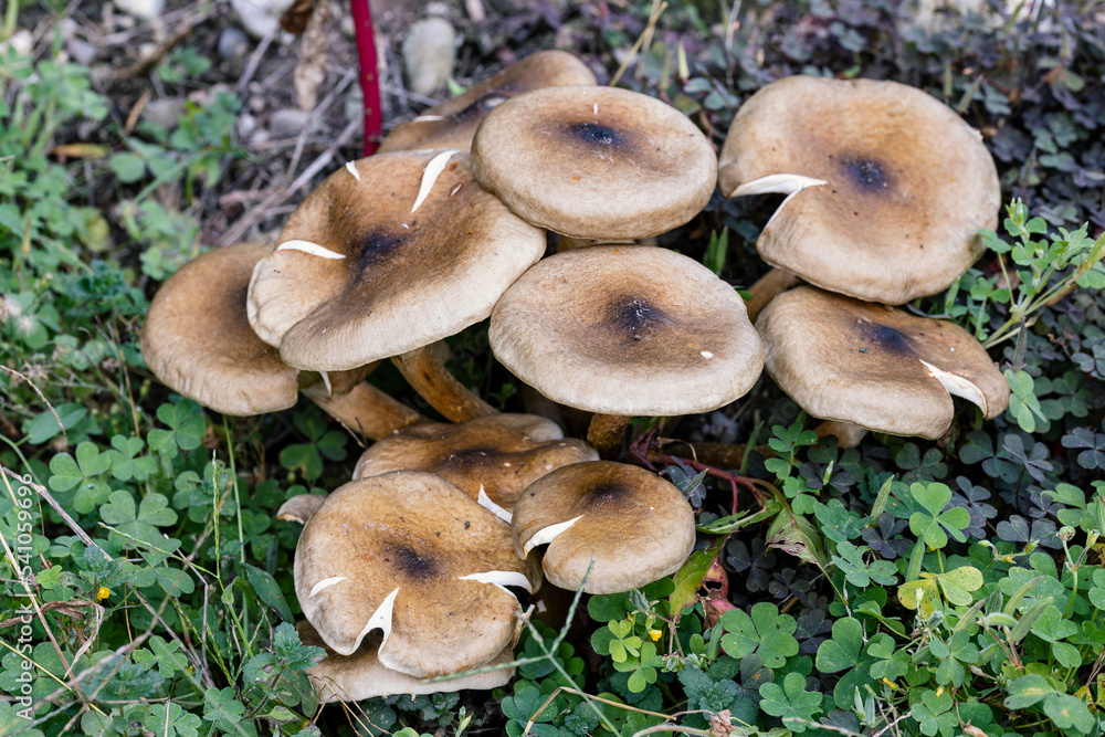 Close up on a bunch of mushrooms in northern Italy. Close up on a bunch of mushrooms in northern Italy.