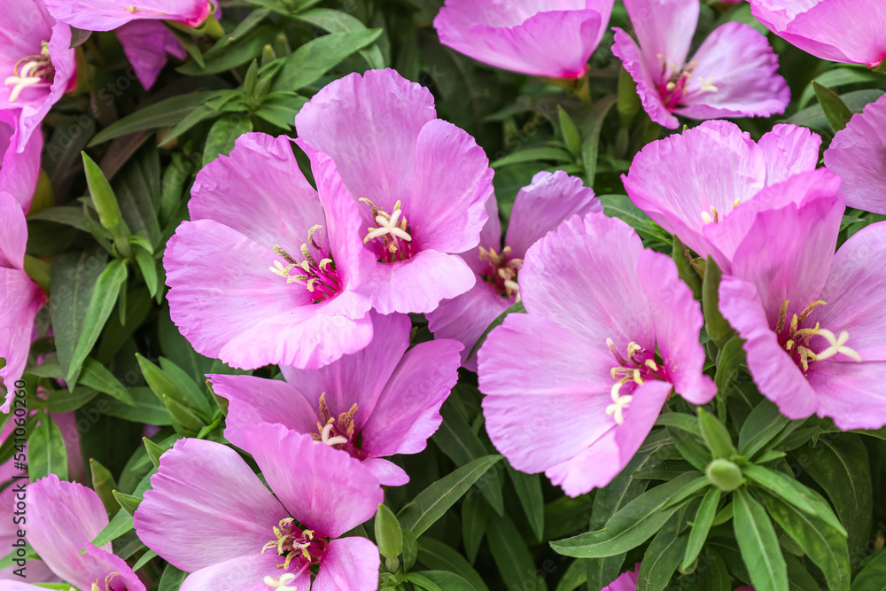 Beautiful lilac flowers on summer day, closeup Beautiful lilac flowers on summer day, closeup
