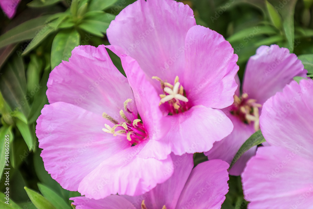 Beautiful lilac flowers on summer day, closeup Beautiful lilac flowers on summer day, closeup