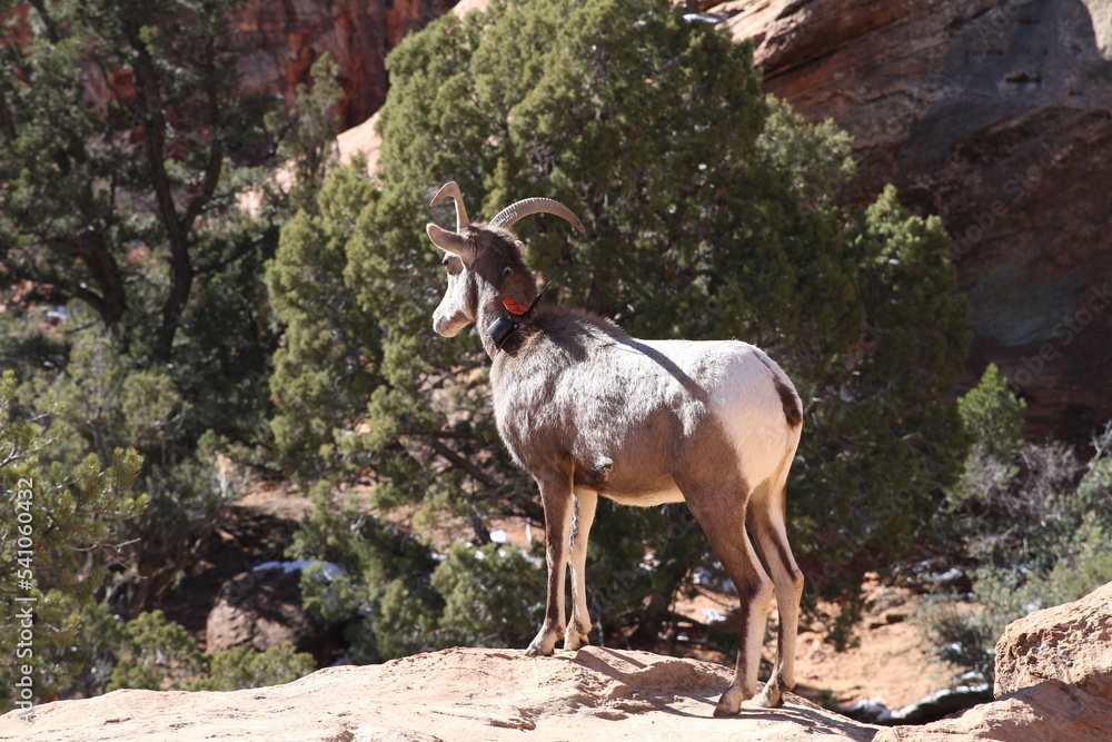 Obraz premium mountain goat in nature