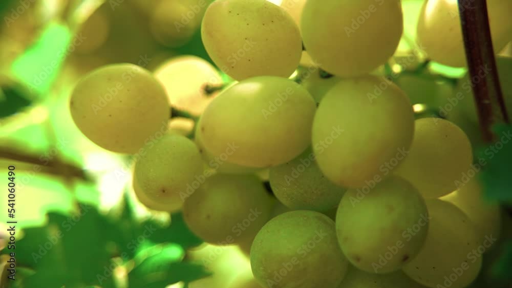 Agricultural Industry.Vineyard.Close up of a Branch of Ripe White Grapes. Wine Grapes Harvest Agricultural Industry.Vineyard.Close up of a Branch of Ripe White Grapes. Wine Grapes Harvest