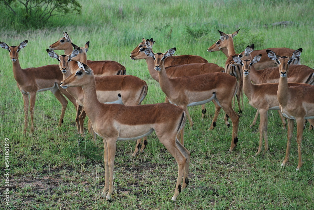 Fototapeta premium Antílopes en la selva de 