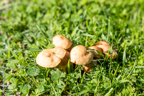 wild mushroom in the Sierra de Guadarrama mountains in Madrid, Spain