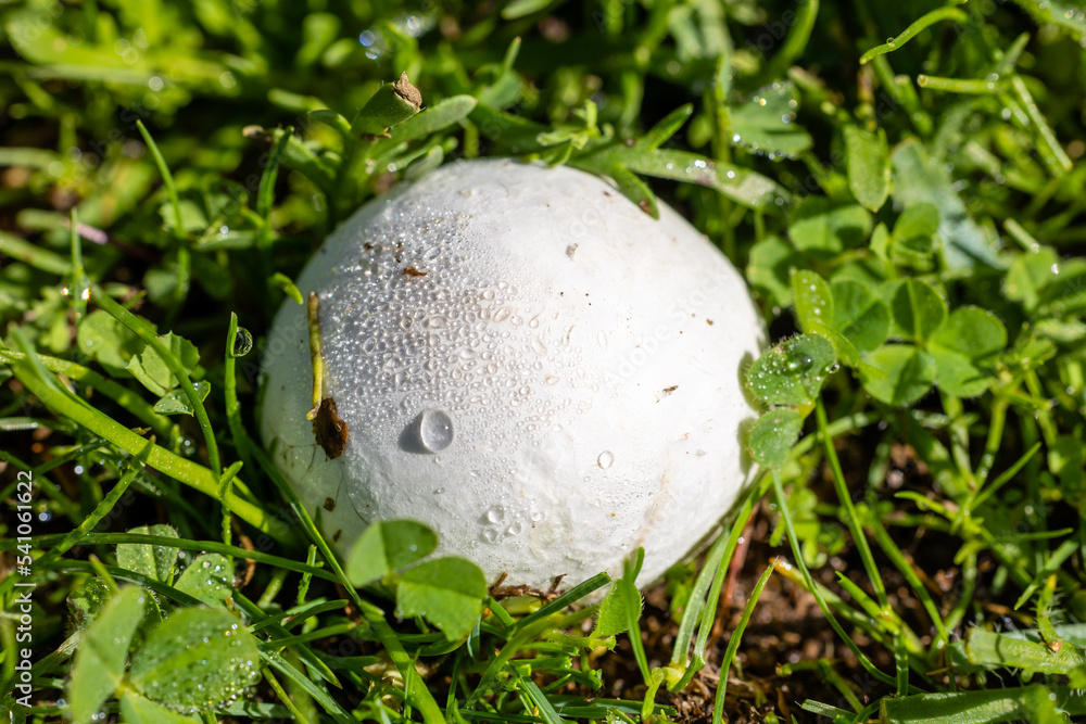 wild mushroom in the Sierra de Guadarrama mountains in Madrid, Spain wild mushroom in the Sierra de Guadarrama mountains in Madrid, Spain