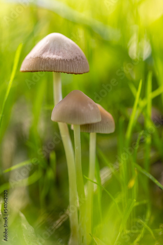 wild mushroom in the Sierra de Guadarrama mountains in Madrid, Spain
