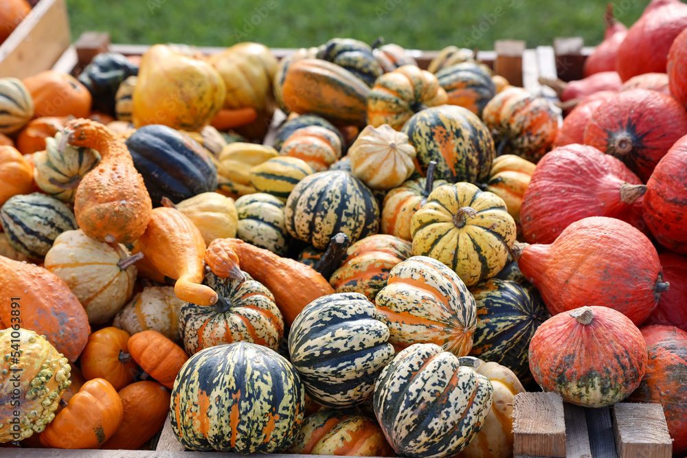 Stand with fresh pumpkins at farm