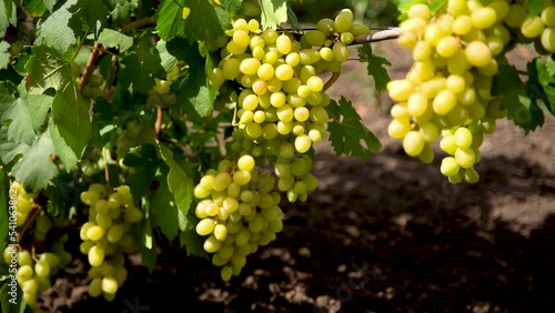 Wallpaper Mural Agricultural Industry.Vineyard.Close up of a Branch of Ripe White Grapes. Wine Grapes Harvest Torontodigital.ca