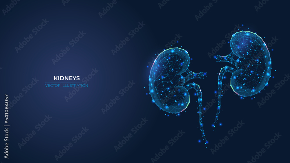 Human Excretory System Kidney Anatomy 3d Stock Footage Video (100%  Royalty-free) 3398508793 | Shutterstock