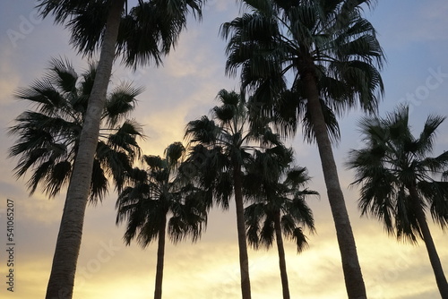 Silhouettes of crowns of tall palms against the background of the evening sky at sunset.