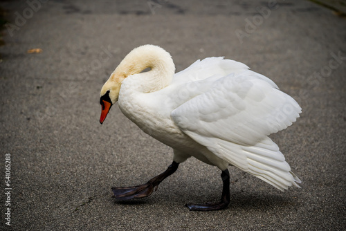 Aggressive white swan on a asphalt in the city