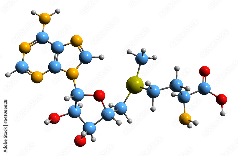 3D image of SAdenosyl methionine skeletal formula molecular chemical