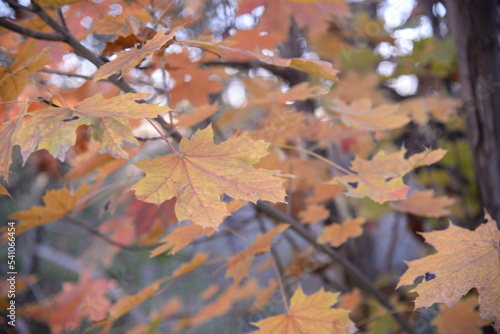 yellow orange pastel colors maple leaves in the forest yellow-red branches close-up on the background of the forest, natural woodland, blurred forest in background in cloudy weather sustainable eco