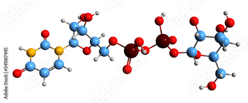  3D image of Uridine diphosphate glucose skeletal formula - molecular chemical structure of UDP-glucose isolated on white background
 photo