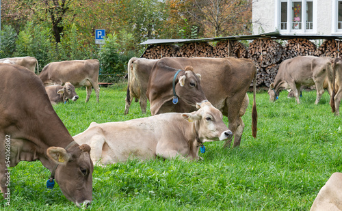 herd of cows © Martin Cavallero