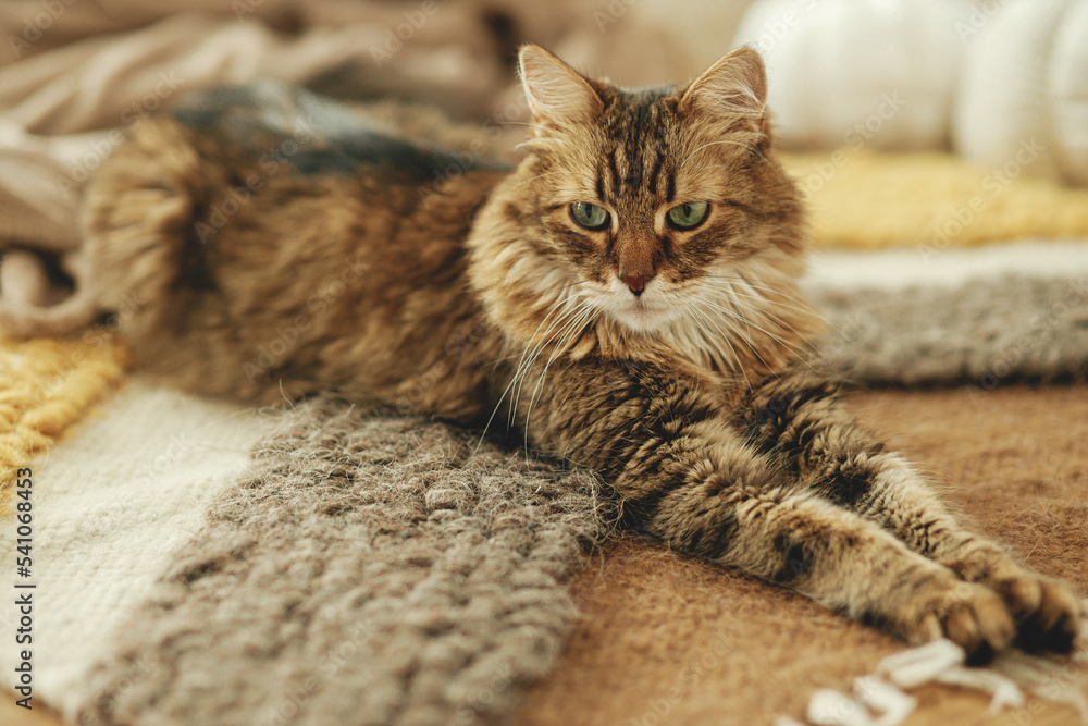 Cute cat relaxing on cozy blanket and rug at fireplace. Portrait of adorable tabby kitty lying at warm fireplace in rustic farmhouse. Autumn hygge Cute cat relaxing on cozy blanket and rug at fireplace. Portrait of adorable tabby kitty lying at warm fireplace in rustic farmhouse. Autumn hygge