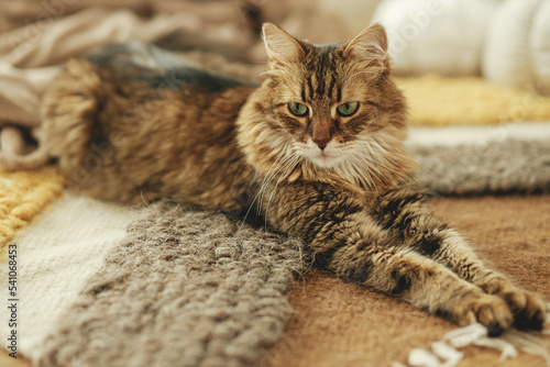 Cute cat relaxing on cozy blanket and rug at fireplace. Portrait of adorable tabby kitty lying at warm fireplace in rustic farmhouse. Autumn hygge