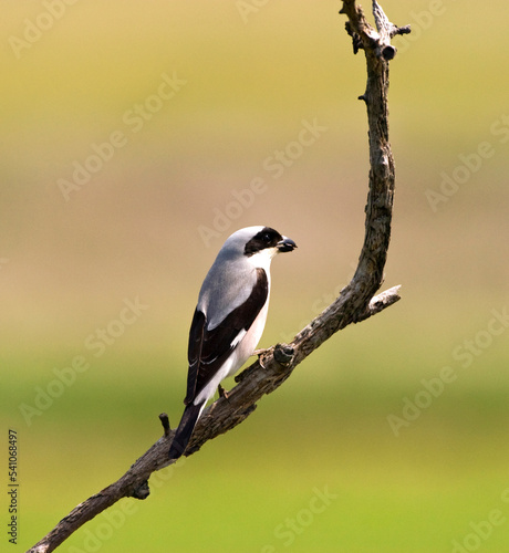 Kleine Klapekster, Lesser Grey Shrike, Lanius minor photo