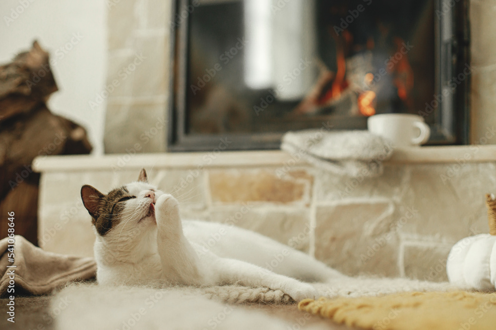 Cute cat relaxing on cozy rug at fireplace and licking paw. Portrait of adorable kitty washing at warm fireplace with autumn decor and firewood in rustic farmhouse
