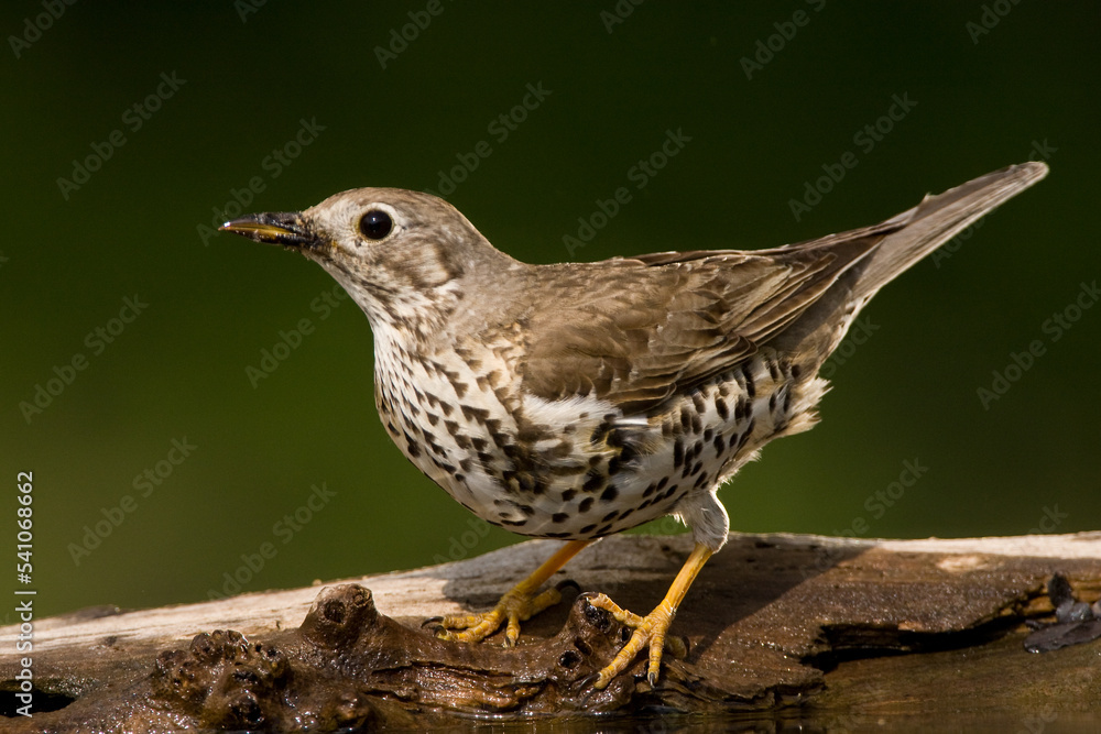 Grote Lijster, Mistle Thrush, Turdus viscivorus Grote Lijster, Mistle Thrush, Turdus viscivorus