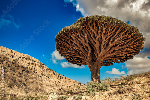 Dragon trees on Socotra Island, Yemen photo
