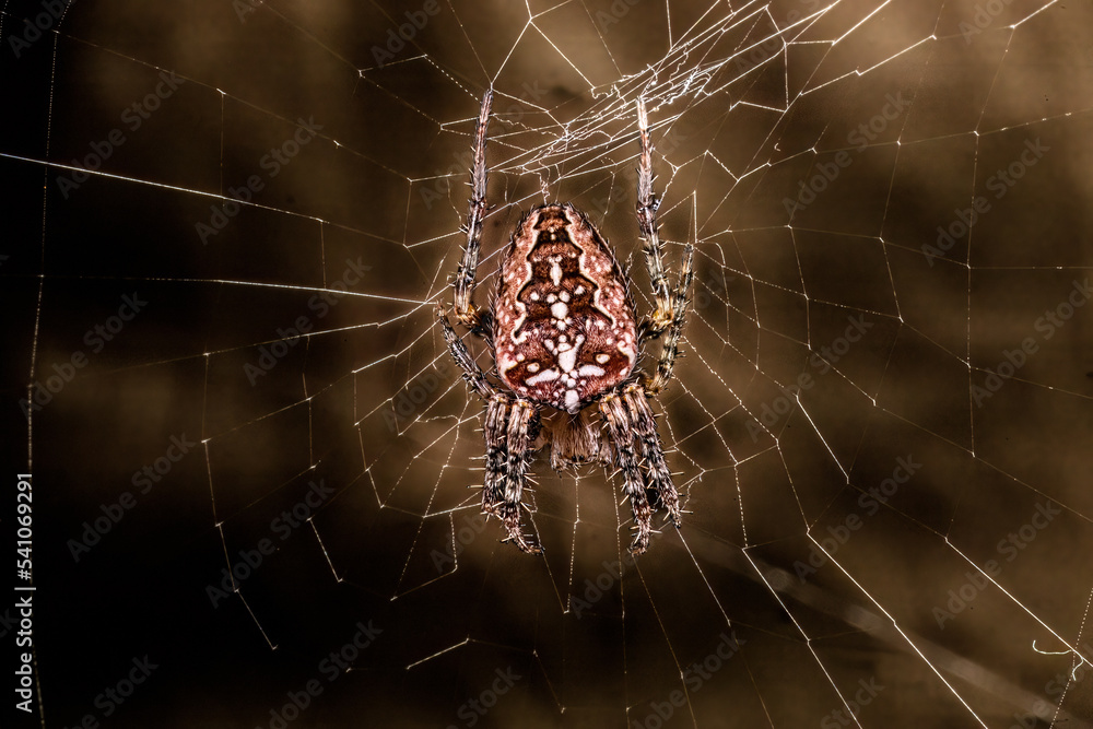 The Scary Spider: Halloween is coming,
Hanging in his spider web, waiting for something to come in, watch out.... you never know how big he is.Before you know it you will be his trick a treat.