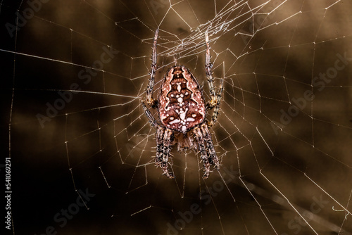 The Scary Spider: Halloween is coming,
Hanging in his spider web, waiting for something to come in, watch out.... you never know how big he is.Before you know it you will be his trick a treat.
