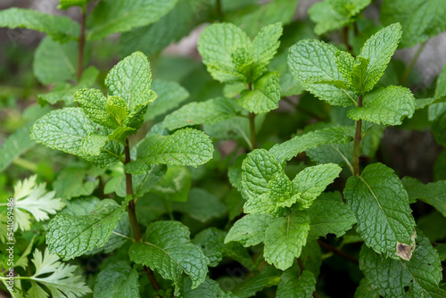 Mint plant in residential location for fresh consumption