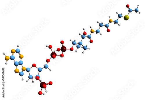  3D image of Acetyl-CoA skeletal formula - molecular chemical structure of acetyl coenzyme A isolated on white background photo
