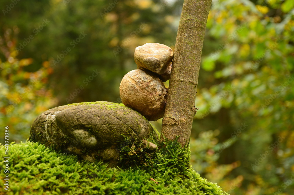 Autumn forest in the Zurich Oberland. Art in beautiful nature. stone tower on a tree. High quality photo Autumn forest in the Zurich Oberland. Art in beautiful nature. stone tower on a tree. High quality photo