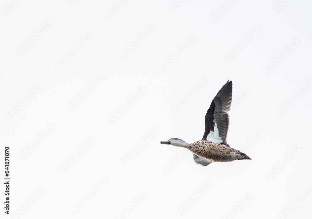 Obraz premium Grey Teal, Anas gracilis