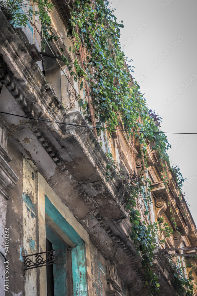 Vines tumble down old building, Old Havana, Cuba