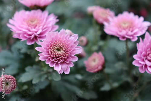 photo of a bushy pink chrysanthemum