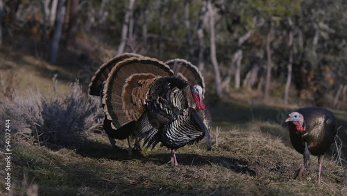 Wild Turkey With Tail Feathers Fanned Out