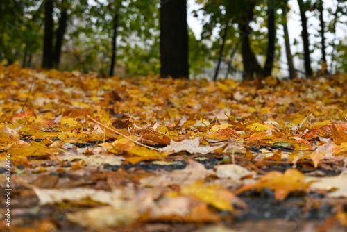 Yellow  gold  and orange leaves pile on the ground in front of a forest during peak foliage season