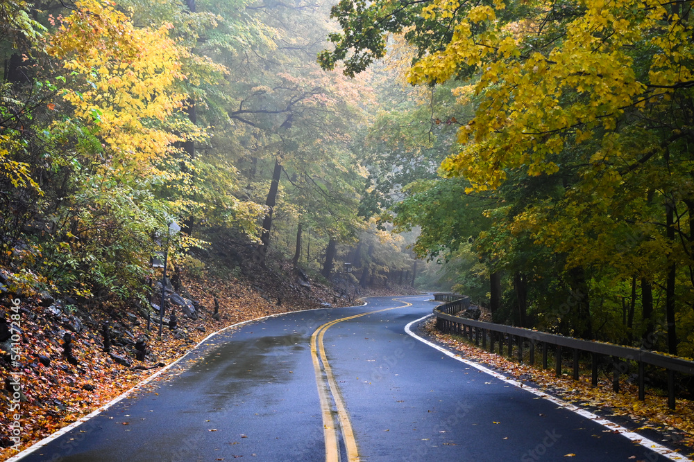 A road winds through the forest of a foggy fall day.