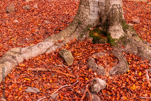 Tronco de arbol  en otoño con hojas caidas en el parque natural del Monseny, Catalunya, España photo