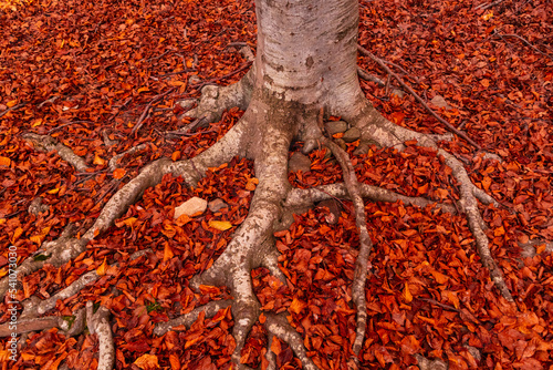 Tronco de arbol  en otoño con hojas caidas en el parque natural del Monseny, Catalunya, España photo