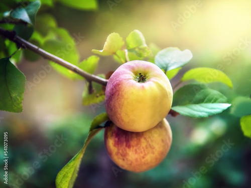 two ripe apples on an apple tree branch close-up