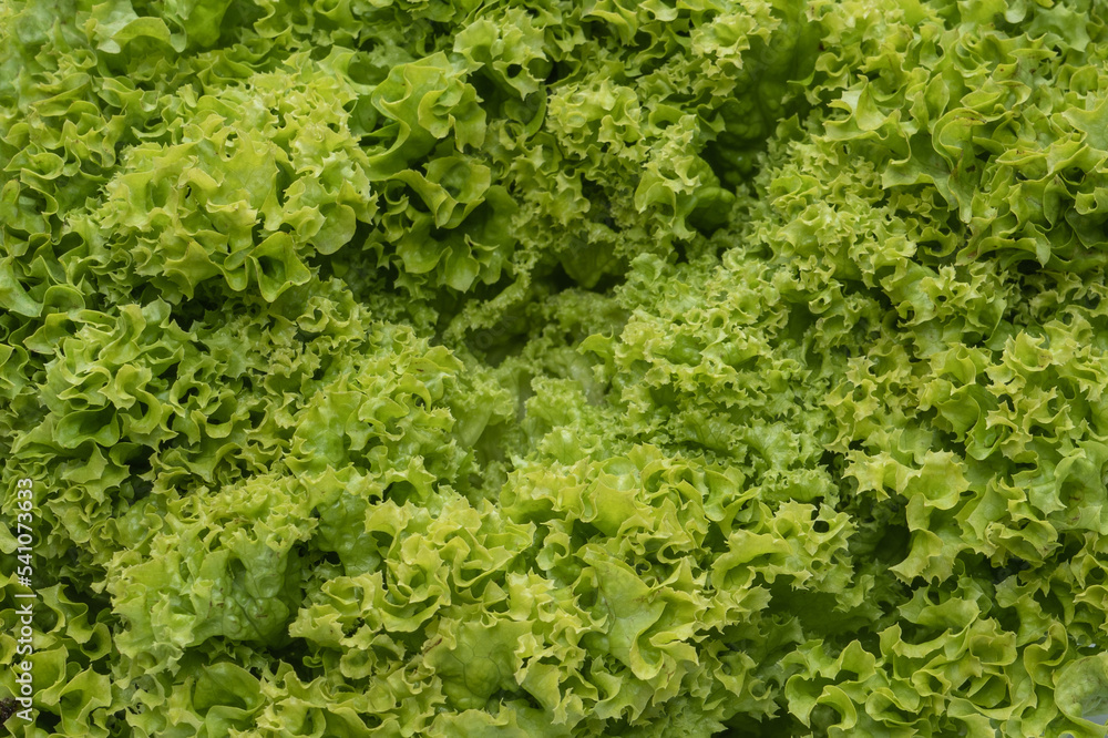 Iceberg lettuce isolated on white background.