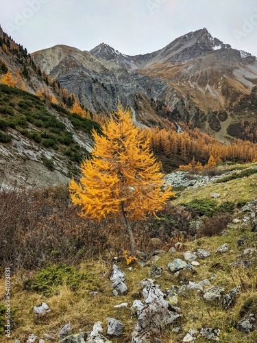 larks forest in sertig thal in davos switzerland. Hiking in the canton of Grisons. Beautiful autumn mountain landscape. High quality photo photo