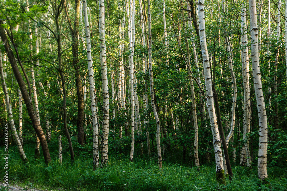 Fototapeta premium birches in an nature area in spring