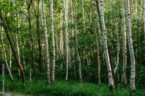 birches in an nature area in spring